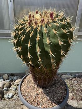 Ferocactus schwarzii